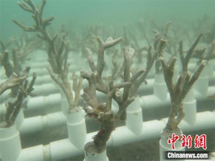 在海底“植树”百万株,他们如何做到?