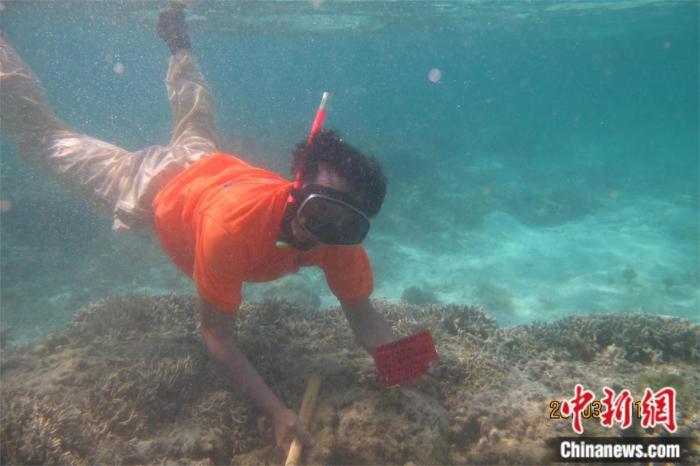在海底“植树”百万株,他们如何做到?