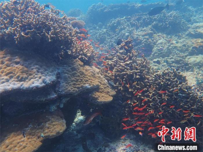 在海底“植树”百万株,他们如何做到?