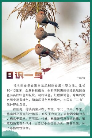 日识一鸟｜棕头鸦雀